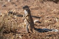 "Was gibt's?"  Schon um 7 Uhr sitzen wir alleine beim Frühstück, denn heute liegt mit der Rückfahrt nach Grootfontein eine Strecke vor uns, die wir auf der Herfahrt in zwei Teilen absolviert hatten. In Divundu tanken wir noch voll und kommen trotz einiger kleiner Baustellen auf der durchgehend asphaltierten Strecke  sehr gut voran, so dass wir bereits um 14 Uhr unser Ziel, die Dornhügel Farm, erreichen.  Alles scheint menschenleer, als wir unser Auto neben der Eingangspforte geparkt haben. Trotz Klingeln und Rufen erscheint lange Zeit niemand, bis schließlich der Türsummer ertönt und John, der junge Manager, uns von den Unterkünften her entgegen eilt. Er sei gerade am anderen Ende des Geländes gewesen... no problem!   Cape Ground Squirrel  (Geosciurus inauris, Syn.: Xerus inauris)  Kap-Borstenhörnchen