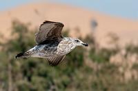 Weltenbummler  Wie es bei Möwen häufig ist, sind die Jungtiere meist noch größer als die bis zu 58 cm messenden adulten Dominikanermöwen. Zumindest wirken sie so...  Die Dominikanermöwe ist rund um die Welt in den südozeanischen Küstengebieten verbreitet – von Afrika über Südamerika bis nach Australien und Neuseeland. Brutgebiete finden sich sogar auf dem antarktischen Festland.    Kelp Gull  (Larus dominicanus)  juv. Dominikanermöwe