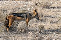 Wenn die Müdigkeit zuschlägt...  Maren drängt mich, mal anzuhalten. Zumindest wollen wir  einen Blick riskieren, ob etwas ungewöhnlich ist. Es ist! Unter Aufstöhnen registrieren wir, dass es den linken Hinterreifen komplett zerfetzt hat. Das hat uns gerade noch gefehlt!  Was tun? Wir sind völlig allein auf der Strecke und Aussteigen ist verboten?! Panisch versuchen wir, uns die hilfreiche Anleitung des Europcar-Videos in Erinnerung zu rufen und kommen zumindest schon mal zu dem Schluß, dass es ohne Aussteigen nun mal nicht geht. Ein sichernder Rundumblick zeigt uns als größte Bedrohung einen schläfrigen Schakal, der sich zudem im nächsten Moment schlafen legt.    Black-backed Jackal or Silver-backed Jackal  (Lupulella mesomelas mesomelas)  Schabrackenschakal