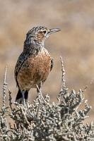 "Wo ist das Office?"  Vielleicht sind wir einfach nur zu blöde, um nach der Ankunft im fortähnlichen Okaukuejo das Tourist Office zu finden. Auf dem weitläufigen Gelände sind nicht nur ein Wasserloch, ein Campingplatz, ein Resort und Souveniershops untergebracht, auch eine Tankstelle, Verwaltungsgebäude und Restaurants finden sich hinter den martialischen Torbögen der Festung.  Wäre da nicht auch noch Platz für ein kleines Hinweisschild auf das Tourist Office gewesen?     Spike-heeled Lark  (Chersomanes albofasciata)  Zirplerche