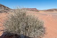 Zuhause im Damaraland  Einmal muß der Jeep jedoch noch bei diesem ausladenden Wolfsmilchgewächs halten. Bis zu drei Meter hoch werden diese hochgiftigen Pflanzen, von denen sich überraschenderweise Oryx Antilopen während Dürrezeiten ausgiebig ernähren. Dabei profitieren sie von dem hohen Wasser- und Nährstoffgehalt der Sträucher, es ist bislang aber unbekannt, wie ihr Stoffwechsel mit dem Wolfsmilchgift fertig wird, welches bei fast allen anderen Lebewesen stark toxisch wirkt.  Auf uns wirkt das abschließende Mittagessen im Adventure Camp hingegen absolut nicht toxisch, sondern höchst belebend und nach einem freundlichen Abschied brechen wir auf zur nächsten Etappe.    Damara Milk-bush  (Euphorbia damarana)  Damara Milchbusch, Familie der Wolfsmilchgewächse