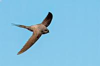 Zwischenhalt am Stausee  Nachdem wir im Vorbeifahren eine direkt an der Straße hockende Sippe Erdmännchen ins Unterholz verjagt hatten (übrigens die einzigen, die wir während unseres gesamten Aufenthaltes sahen), erreichen wir kurz vor der Ortschaft Mariental den Abzweig zum Stausee. Natürlich ist der Besuch des Dammes nicht umsonst und erst nach Lösen eines Tickets für 250 Namibia Dollar ist der Weg zum Wasser frei, über dem pfeilschnell schwalbenähnliche Palmensegler hin und her schießen.     African Palm-Swift  (Cypsiurus parvus)  Palmensegler