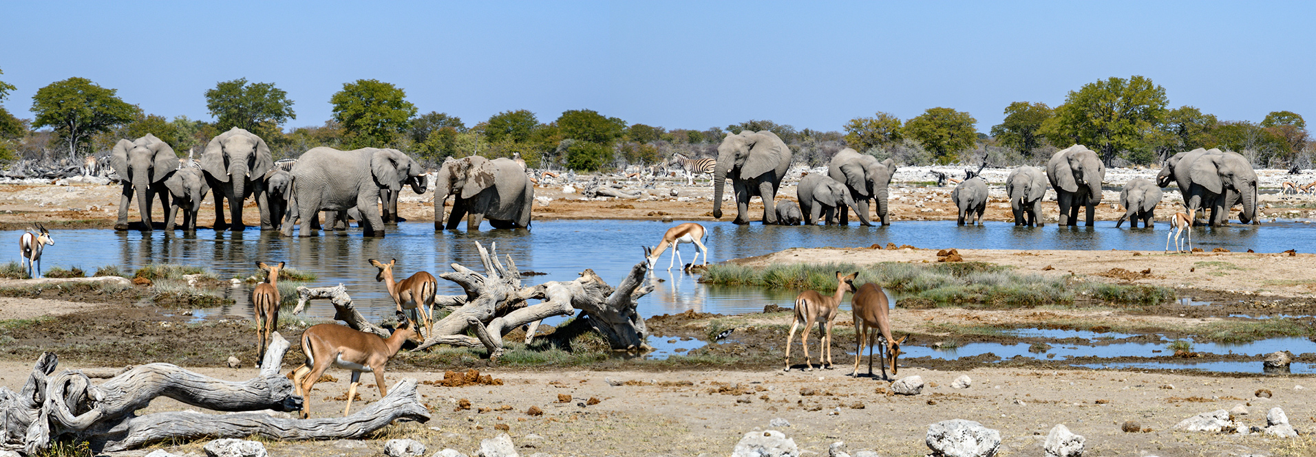 Und wo ist der Kiebitz?