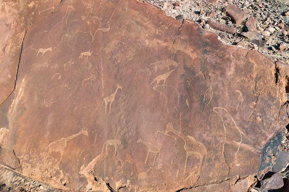 Unterricht in Zoologie