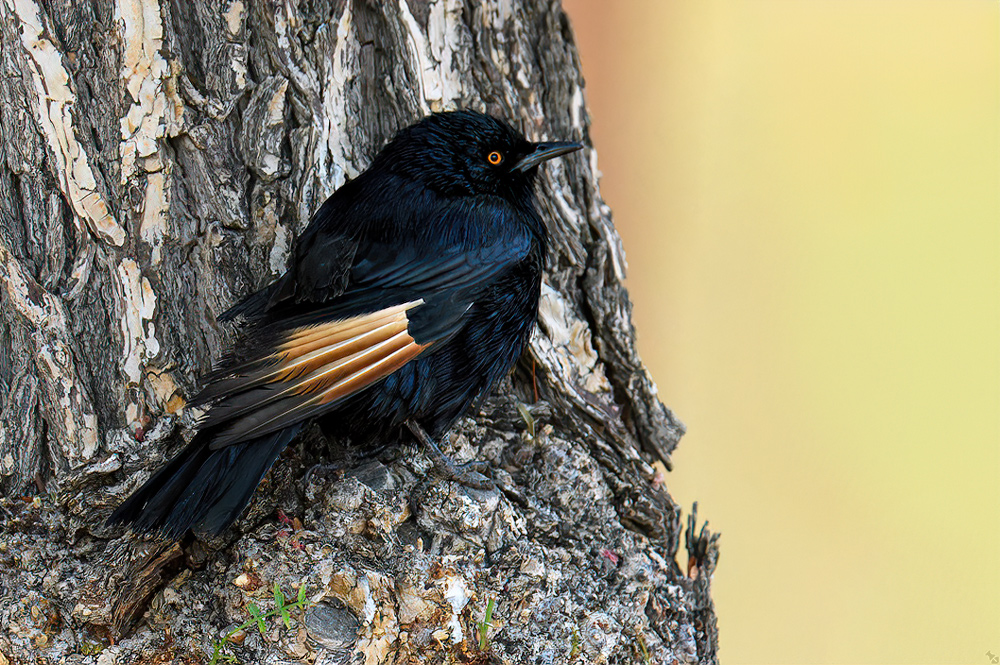 Versteckte Schönheit