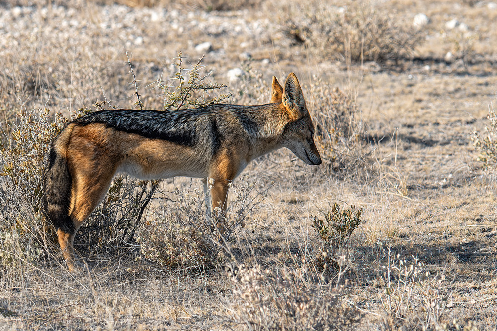 Wenn die Müdigkeit zuschlägt...