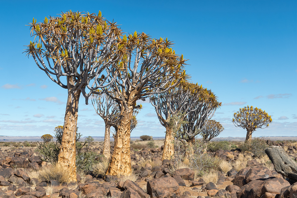 Wo die Köcherbäume blüh'n