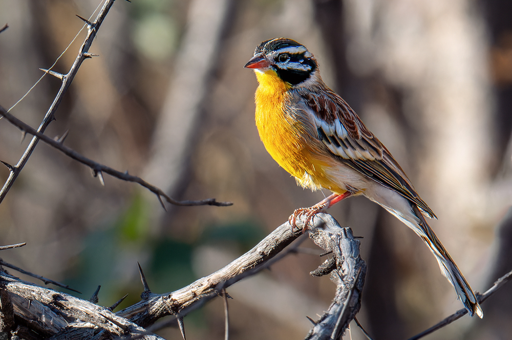 Woher mag der Name kommen?