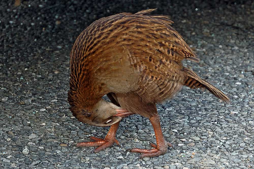 Auch 'ne Methode, den rückwärtigen Verkehr im Auge zu behalten