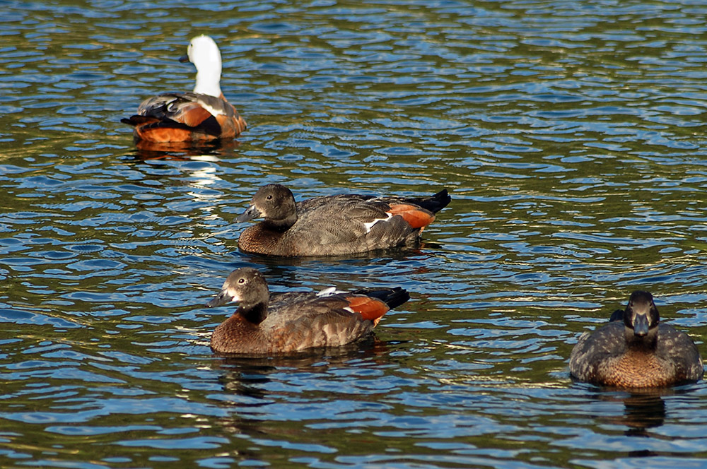 Der Dame waren die drei Herren offensichtlich völlig gleichgültig