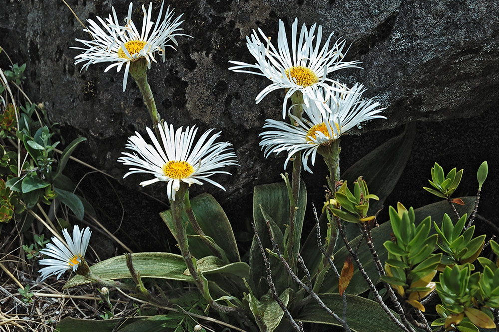 Gänseblümchens große Schwester...