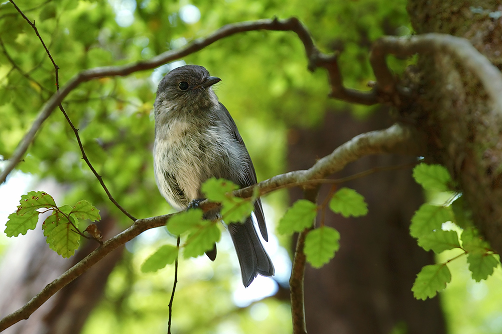 Maori Langbeinschnäpper