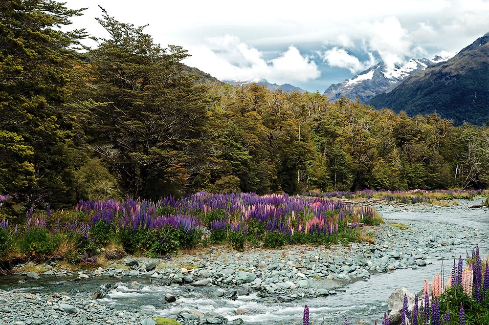 Milford Road, beim Lake Gunn