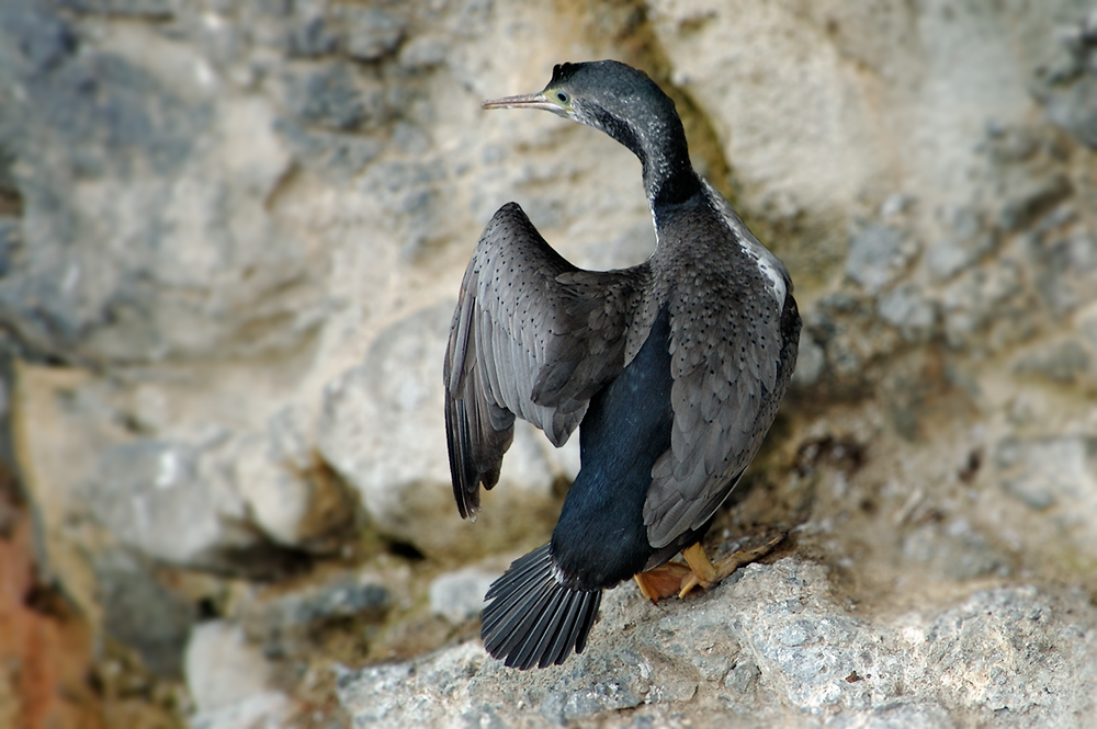 Parekareka – the Spotted Shag