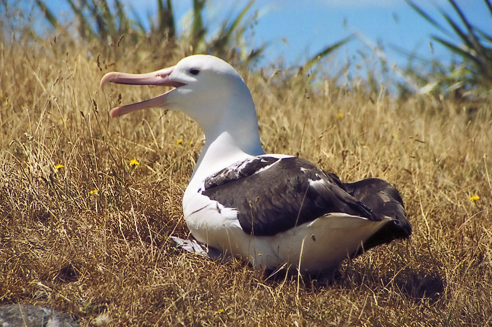 Royal Albatross