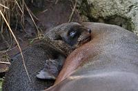 Bei Mama ist's am Besten  Nach dem Rumtoben mit den Nachbarskindern und dem Erkunden der großen neuen Welt geht doch nichts über ein kleines Nickerchen an Mama Seebärs weichen Speckröllchen. : otago peninsula,taiaroa head,pelzrobbe,fur seal,arctocephalus forsteri