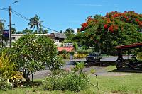Clockwise  Auch kein Strand! Sondern die einmal rund um Rarotonga parallel zum Strand verlaufende Inselstraße. Da der Fahrplan des öffentlichen Nahverkehrs seine Fahrzeiten nach Clockwise/Anti Clockwise organisiert, orientiert sich auch der Privatverkehr nach diesen eindeutigen Bezeichnungen.  Während Spaghetti sicherlich nicht unbedingt südseetypisch sind, findet man die rotblühenden Flamboyantbäume  (Delonix regia)  überall auf der Insel – aufgrund der wenig unterschiedlichen Jahreszeiten mitunter gleichzeitig mit Knospen, Blüten und erbsenähnlichen Riesenschoten. : rarotonga, cook islands, titikaveka beach, flamboyant,flammenbaum, delonix regia