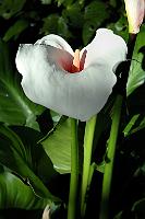 Drachenwurz  In den feuchten Niederungen der Westküste gedeiht auch die Calla  (Calla palustris) , eine Pflanze aus der Familie der Aronstabgewächse und ein Beweis, dass sie bei ihrer weltweiten Verbreitung auch Neuseeland nicht verschont hat. : west coast, karamea, karamea beach, karamea river, oparara river, karamea bight, calla, calla palustris