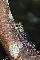 Ein ständiger Begleiter...  ...für jeden Neuseelandbesucher ist das unablässige Zirpen, Klopfen und Surren der allgegenwärtigen Singzikaden  (Cicadidae) . Doch so aufdringlich ihr Lärm, so scheu sind sie auch – nähert man sich ihnen mit einer Kamera mehr als auf drei bis vier Meter, verstummt schlagartig jedes Flügelraspeln. Das Auffinden der kleinen Krachmacher ist damit Glückssache. Interesse an Medienprominenz scheint ihnen also fremd zu sein ;-). : northland, bay of islands, te rawhiti inlet, pahia, russell, haruru, haruru falls,waitangi, waitangi river, singzikade, cicadidae, cicadas