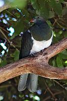 Endemische Edeltaube  Maori Fruchttaube  (Hemiphaga novaeseelandiae) , beobachtet in den Marlborough Sounds. Diese Tauben werden gut anderthalb mal so groß wie unsere Ringeltauben und sind Mitglieder der in Ozeanien weit verbreiteten Familie der Fruchttauben mit unzählig vielen, wunderschön gefärbten Varianten. : marlborough sounds, picton, havelock, queen charlotte sound, pelorus sound, kenepuru sound, maori fruchttaube, hemiphaga novaeseelandiae