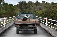 Feierabend  Farmer und Border Collie auf ihrem Heimweg beobachtet auf der Brücke über den Haast River.   Aufnahme durch die Scheibe des Campers. : west coast, haast, haast pass, haast river, westland
