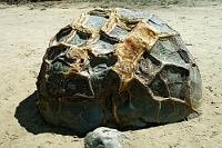 Ich hätte da auch noch eine...  Nachdem in der  Neuseelandsektion der FC  über die Jahre bereits jede einzelne Boulder derart von vorne, von hinten und von der Seite portraitiert worden ist, dass einem ihre verwandtschaftlichen Verhältnisse, ihr Lebenslauf und ihre Namen in Fleisch und Blut übergegangen sind, möchte ich hier und heute ein bisher (meines Wissens tatsächlich!) noch nicht gezeigtes, etwas abseits stehendes Stiefkind der Familie präsentieren.  Dabei kann keine andere der protzig in Gruppen zusammenstehenden Kugeln mit einem solch schönen Muster aufwarten!! : moeraki boulders,hampden