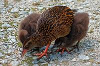 In Neuseeland unterrichten viele Eltern ihre Kinder selber  Bedingt durch die – gerade in ländlichen Gebieten – geringe Bevölkerungsdichte, können nicht alle Kinder öffentliche Schulen besuchen und sind auf alternative Unterrichtsmodelle angewiesen. Dazu gehört u.a. auch der Unterricht durch die eigenen Eltern. : west coast, karamea, oparara river, oparara basin, kahurangi, weka, honeycomb hill caves, buller district, gallirallus australis