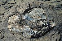 Jahresringe  Die bei Ebbe freiliegende Fläche in der Curio Bay zeigt die Überreste eines urzeitlichen Waldes. Nicht nur, dass unzählige Baumstämme in versteinerter Form zu identifizieren sind, es ragen ebenfalls – und als solche noch erkennbar – ihre Stümpfe aus dem von Gezeitentümpeln und Algen überzogenen Plateau. Wer genau hinsieht, kann mit einiger Mühe sogar noch Jahresringe in den Steinstümpfen zählen. : curio bay, petrified forrest