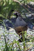 Kalifornische Schopfwachtel   (Callipepla californica) male   Sind zwar keine einheimischen Vögel – sind aber trotzdem nett anzusehen und reißen garantiert keine flugunfähigen Artgenossen, oder fressen den Kakas den Honig weg ;o) : marlborough sounds, picton, havelock, queen charlotte sound, pelorus sound, kenepuru sound,callipepla californica, schopfwachtel