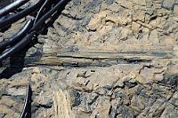 Knock on wood...  ...und verstauch Dir nicht die Finger!  Versteinerter Baumstamm im 'Petrified Forrest' in der Curio Bay. Bei einigen der noch aufrecht stehenden versteinerten Stümpfe lassen sich sogar noch die Jahresringe abzählen. Und das 'Schwarze' oben rechts sind keine bisher unbekannten neuseeländischen Giftschlangen, sondern durch Sonnenlicht geschwärzte Algen. : curio bay, petrified forrest