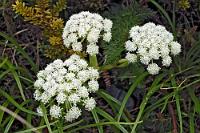 Komische Karotte  Haast's carrot  (Anisotome haastii)  ist eng mit den Aciphylla (Wild Spaniard, Golden Spaniard) verwandt und kommt wie diese nur in Neuseeland vor. Wie die Sperrgräser bildet  A. haastii  einen Ring breiter, ledrig-grüner, gefiederter Blätter aus dem der schirmförmige Blütenstand mit vielen kleinen Blüten sprießt. : milford road, te anau, milford sound, homer saddle, homer tunnel, fiordland, haast's carrot,anisotome haastii