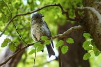 Maori Langbeinschnäpper   (Petroica australis)   So lautet der ornithologisch richtige Name dieses putzigen kleinen Kerlchens – die Neuseeländer nennen ihn wegen der vergleichbaren Größe und des ähnlichen Aussehens kurz und bündig "Robin". Er lebt an so lauschigen Stellen wie den lichten Südbuchenwäldern rund um den Lake Sylvan, wo er meist leise vor sich hin schilpend den Waldboden nach Würmern und Insekten absucht. Wie viele der Wildtiere Neuseelands ist er wenig scheu und auch schon mal geneigt, einen Schnürsenkel hartnäckig für einen besonders leckeren Wurm zu halten. : southern alps, südalpen, queenstown, lake wakatipu paradise road, glenorchy, routeburn, dart river, lake sylvan, petroica australis, langbeinschnäpper, new zealand robin
