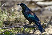 Noch einer dieser endemischen Vögel...  Der starengroße Tui  (Prosthemadera novaeseelandiae)  mit dem typischen weißen Lätzchen ist zwar aufgrund seines glockenhellen Rufs unüberhörbar, sehen tut man ihn freilich nur, wenn man geduldig nach ihm Ausschau hält. Denn diese Vögel aus der Familie der Honigfresser sind recht scheu, so dass man bei schlechtem Licht und sehr langer Brennweite u.U. leichte Verwackelungsunschärfen in Kauf nehmen muß, wenn man ihn denn unbedingt wie hier in freier Wildbahn – und nicht im Tierpark – ablichten will. : marlborough sounds, picton, havelock, queen charlotte sound, pelorus sound, kenepuru sound, tui, prosthemadera novaeseelandiae