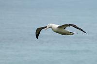 Original...  Ich weiß, dass die Qualität dieser Vergrößerung hart am Rande des Akzeptablen liegt. Mit dem bei 300 mm recht weichen Nikkor 70-300 G ED Telezoom (noch nicht das VR!) durch die 2 cm dicke getönte Scheibe der Beobachtungswarte zu knipsen, ist schon fast 'ne fotografische Herausforderung. Da man aber relativ selten diese Riesenvögel mit ihren 3,50 m Spannweite beim Fliegen sieht, kann man die Einschränkungen vielleicht schon mal in Kauf nehmen. : otago peninsula,taiaroa head,albatross,diomedea epomophora