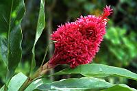 Statt Strand...  ...hier mal als sommerlicher Gruß ein Detail vom Strandbewuchs auf Rarotonga. Nach langer Recherche ist eigentlich nur 'Alpinia Purpurata'  (Alpinia Purpurata)  übriggeblieben, eine Pflanze aus der Familie der Ingwergewächse  (Zingiberaceae) . Falls es jemand besser weiß – nur heraus damit... : rarotonga, cook islands, titikaveka beach, little polynesian,alpinia purpurata, tahitian double