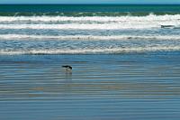 Tonabnehmer  Dieser Austernfischer bewegte sich mit genau 33 1/3 Umdrehungen und brachte uns Freddys:  "Seemann, deine Heimat ist die See, deine Seeehhhnssucht sind die Sterne....."  zu Gehör. Am Strand nahe der Moeraki Boulders geschehen die merkwürdigsten Dinge.... ;o) : moeraki boulders,hampden,austernfischer,oyster catcher