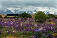 Unkraut  Auch wenn's hübsch anzuschauen ist: für die Kiwis sind diese Lupinen – neben vielen anderen eingeführten Arten aus Flora und Fauna – nichts anderes als massiv zu bekämpfendes Unkraut, welches sich sonst wegen fehlender natürlicher 'Feinde' nahezu ungehindert ausbreitet.  Aufgenommen auf der Hochebene an der 'Tekapo-Twizel-Road' nahe des 'Tekapo Military Camp' mit Blick auf die höchsten Gipfel der Südalpenkette.    Nach dieser eher ernüchternden Erklärung kamen dreizehn begeisterte Kommentare aus der Fotocommunity über die 'zauberhafte Schönheit' dieses Panoramas... : lupinen, lake pukaki,tekapo