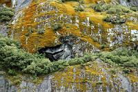 Wandmalerei  Es müssen ja nicht immer Wasserfälle sein, die den Blick fesseln. Teils wunderschöner Bewuchs mit gelben und roten Flechten kontrastiert mit dem satten Grün, welches sich noch in den kleinsten Spalten der nackten Felsen hält. Der zurückweichende Franz Josef hat mitunter auch seltsame Wunden in das Gestein gerissen – so scheint aus dieser Höhlung irgendwann einmal ein größerer Brocken gewissermaßen herausgedreht worden zu sein. Mitunter sind es diese Preziosen, die den Weg zur vermeintlich größeren Attraktion erst interessant machen. Denn was ist schon so ein Gletscher? Kennt man einen, kennt man alle... ;o) : franz josef glacier, franz josef gletscher, julius von haast, westland, west coast, waiho river, tasman sea