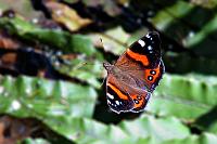 Weltbürger  New Zealand Red Admiral   (Vanessa gonerilla)   Dieses Foto ist leider nicht sehr gelungen, stark vergrößert und auch ansonsten etwas gequält worden. Es braucht sich deshalb auch keiner bemüßigt zu fühlen, Höflichkeitsfloskeln zu murmeln ;o). Es ging mir einfach um die Dokumentation der Tatsache, dass selbst ein uns allen gut bekannter Schmetterling, der 'Admiral', eine endemische neuseeländische Variante hat, die sich durch die Zeichnung der hinteren Flügel erheblich von der europäischen Form abhebt. Zudem ist er nur selten anzutreffen, so dass ich das Foto als ziemlichen Glücksfall für uns betrachte. Dafür bin ich sogar von meinem Standardformat abgewichen! Ein echtes Sakrileg!!! : marlborough sounds, picton, havelock, queen charlotte sound, pelorus sound, kenepuru sound, new zealand red admiral,<br>vanessa gonerilla