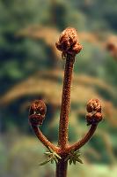 Wenn ich groß bin, box ich euch alle aus'm Anzug!  Halbstarker Jungfarn in Angeberpose ;o) : taranaki, taumaranui, mount egmont, egmont national park, stratford, tasman sea, heritage trail, forgotten world highway, mount damper falls