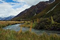 Wild Spaniard...   (Aciphylla colensoi)   ... – wenn auch schon leicht verblüht – säumt einen der vielen Abflüsse des Tasman Glacier. Nach einigen Kilometern Weg durch das Tasman Valley vereinigen sich die mäandernden Ströme und Rinnsale im Zufluß zum Lake Pukaki und verleihen ihm Dank der mitgeführten Mineralstoffe die typisch türkise Farbe. : mount cook, tasman valley, liebig range, wild spaniard, tasman glacier, lake pukaki, aciphylla colensoi