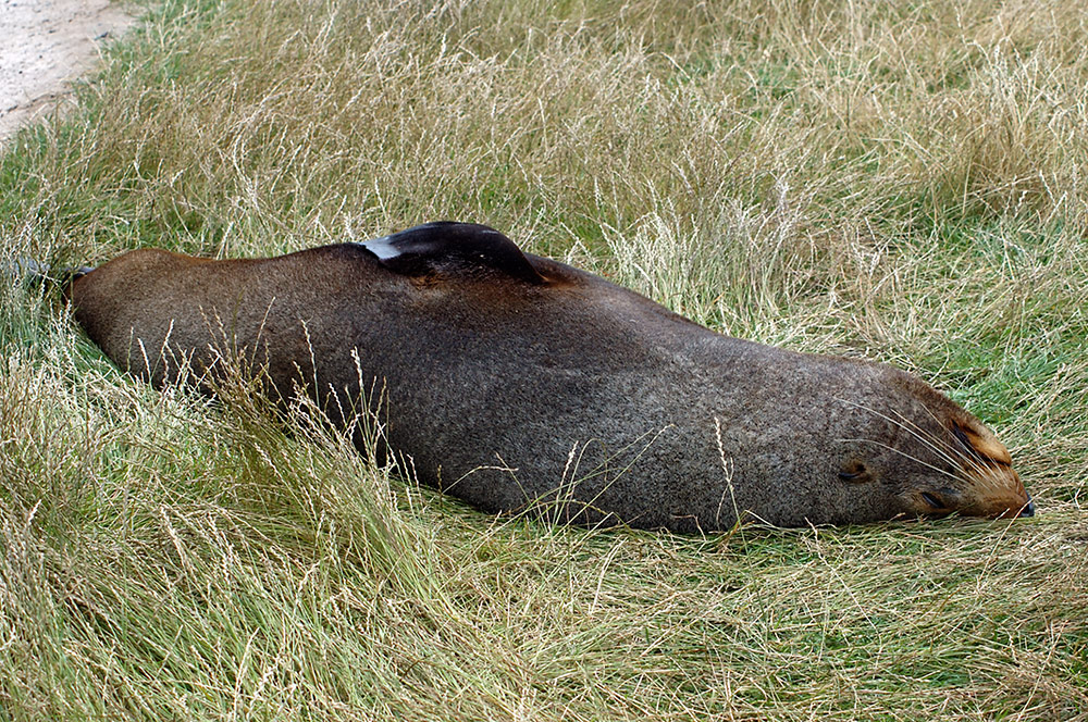 Wie man sich bettet... (plus Video)