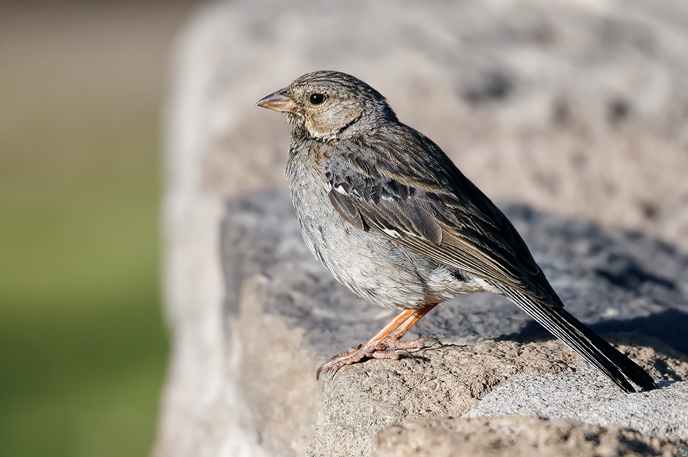 Der Partner war zu feige