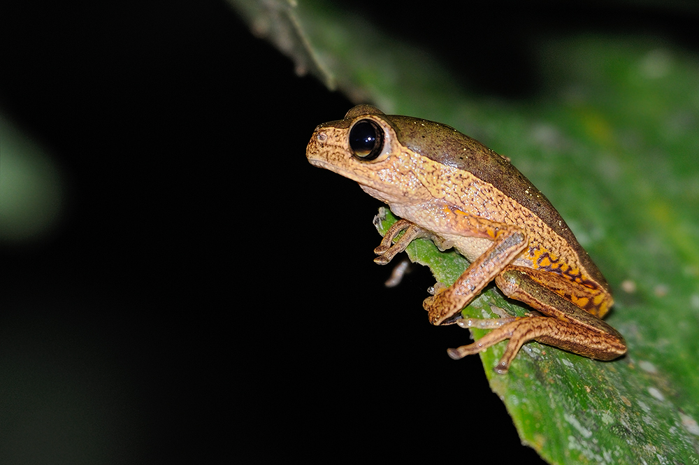 Doch noch ein Jaguar!