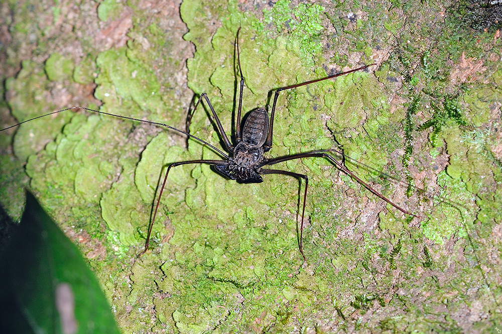 Immerhin nicht giftig!