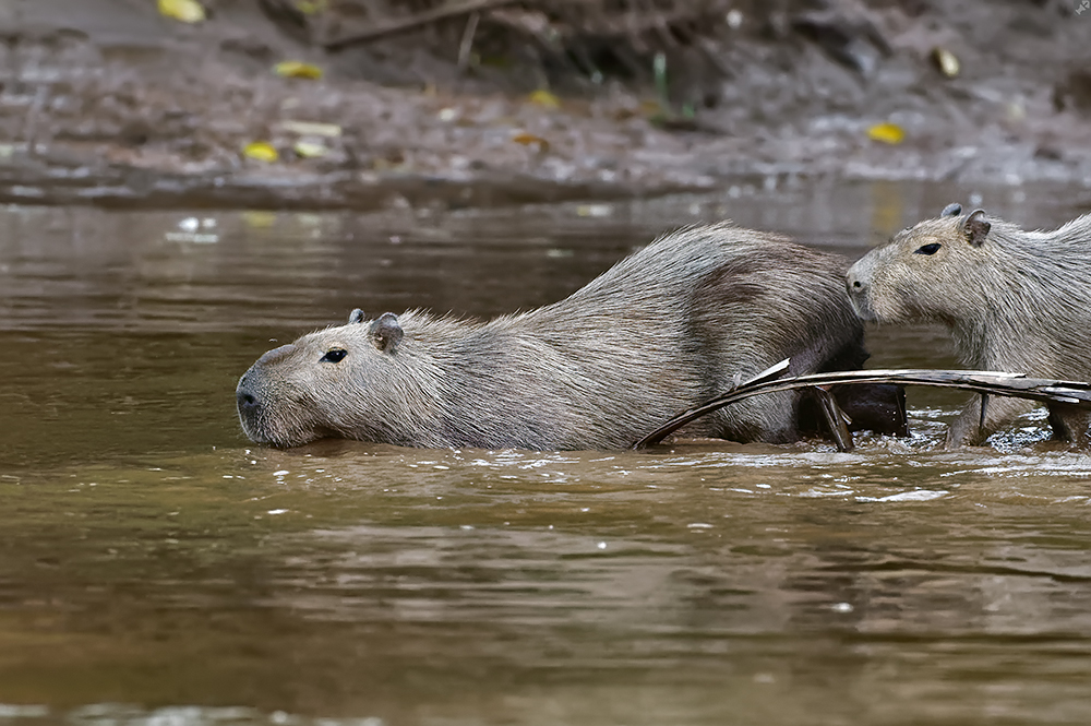 Keine Meer-, sondern Flußschweinchen