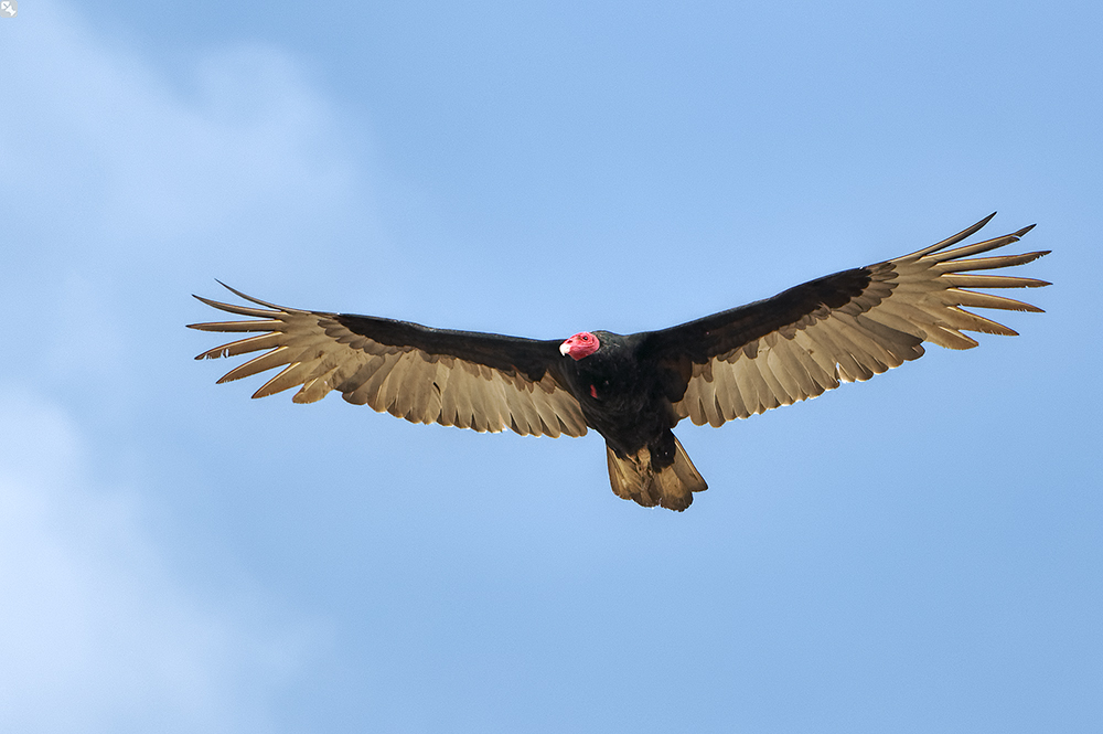 Kondor für Arme ;-)