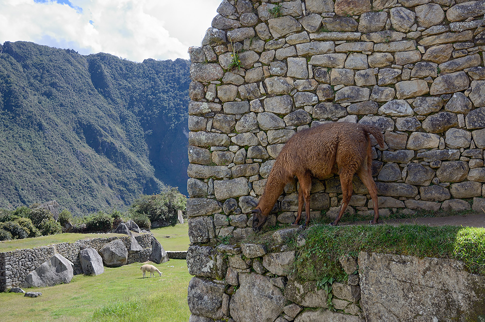 Machu Picchu #18