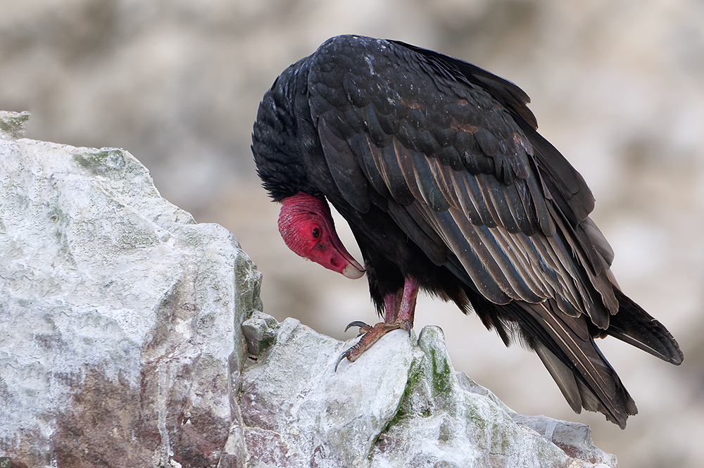 Nicht Schamesröte...