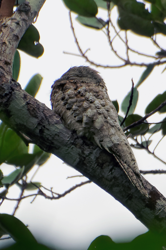 Noch ein Tagschläfer